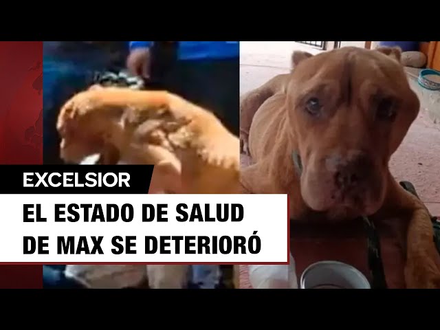 ⁣Muere Max, el perro que intentó salvar a su dueña de un linchamiento en Taxco