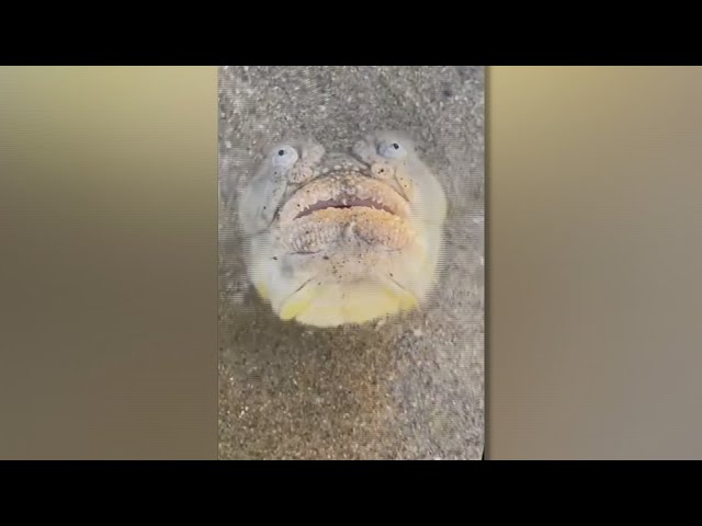 ⁣[지구촌톡톡] 싱가포르 해변에 모래 위로 얼굴만 내민 '공포의 물고기' 外 / 연합뉴스TV (YonhapnewsTV)