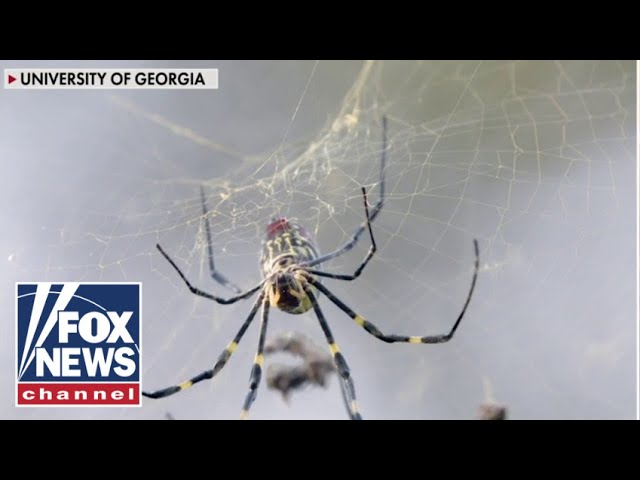 ⁣The Giant Joro spiders are making a comeback!