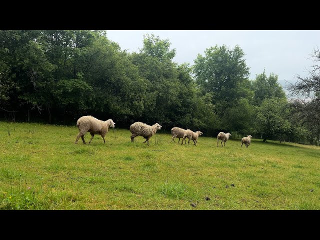 ⁣Un élevage de brebis pour transformer la laine et le lait à Joinville
