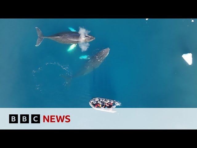 ⁣How Antarctic whales are helping us understand more about climate change | BBC News