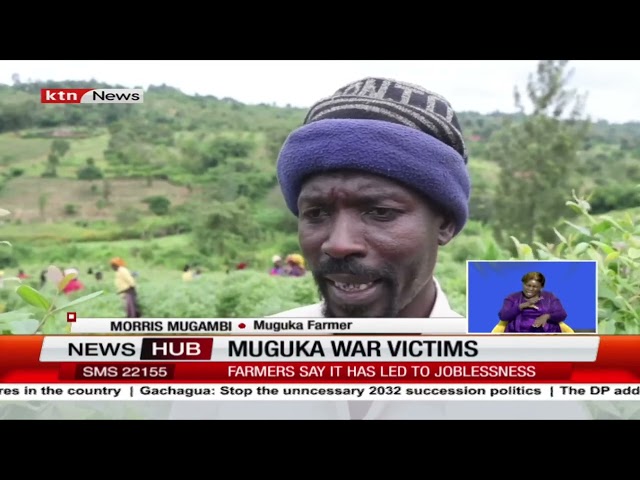 ⁣Muguka farmers decry joblessness and fear of rising insecurity due to the Muguka war