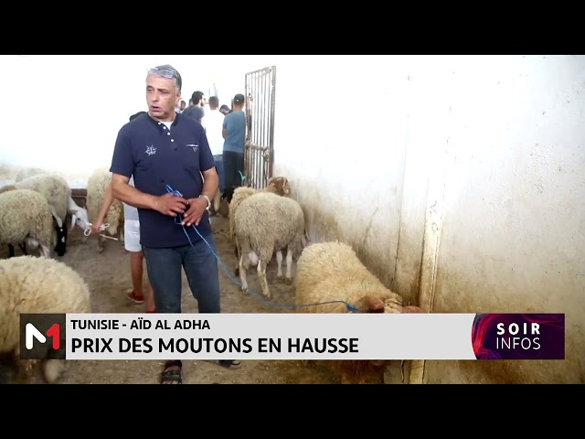 ⁣Tunisie - Aïd Al-Adha : Prix des moutons en hausse