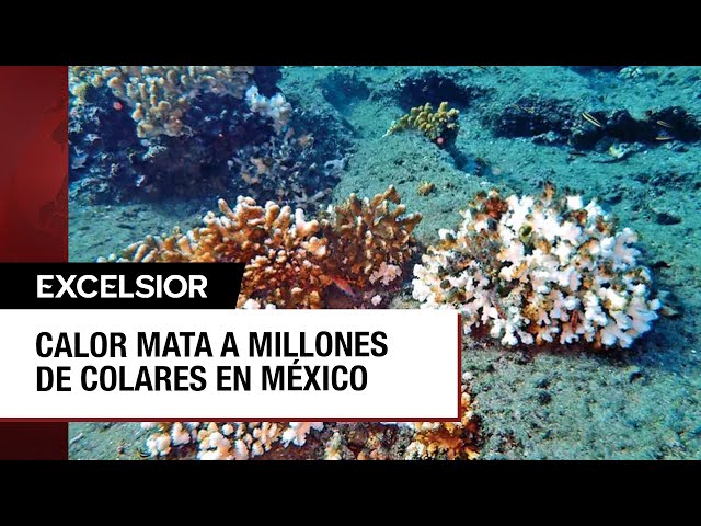 ⁣Mueren millones de corales en México por ola de calor