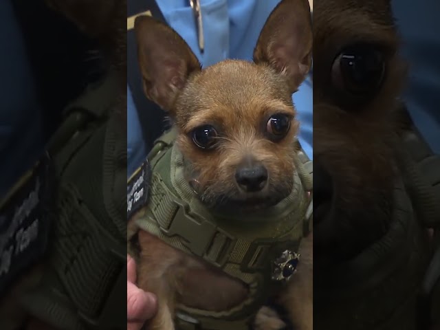 ⁣Tiny but mighty: Meet Los Angeles County's smallest K-9