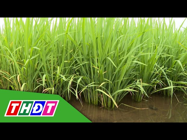 ⁣Tưới nước ngập khô xen kẽ cho lúa | Kiến thức nông nghiệp - 9/6/2024 | THDT