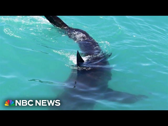 ⁣Back-to-back Florida shark attacks startle start to summer season