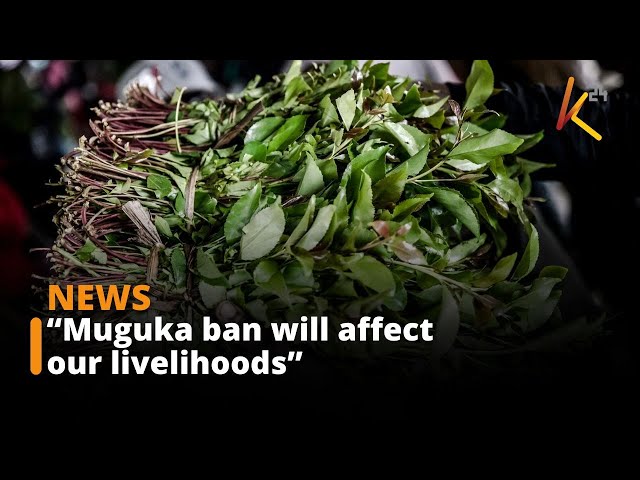 ⁣Coastal residents say the Muguka ban will affect their livelihoods
