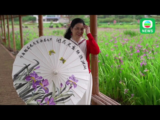 ⁣TVB News｜09/06/2024│Enjoying the view of irises in Hunan