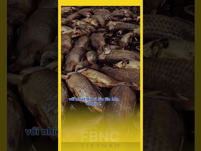 ⁣Hạn hán khiến cá chết hàng loạt ở miền bắc Mexico