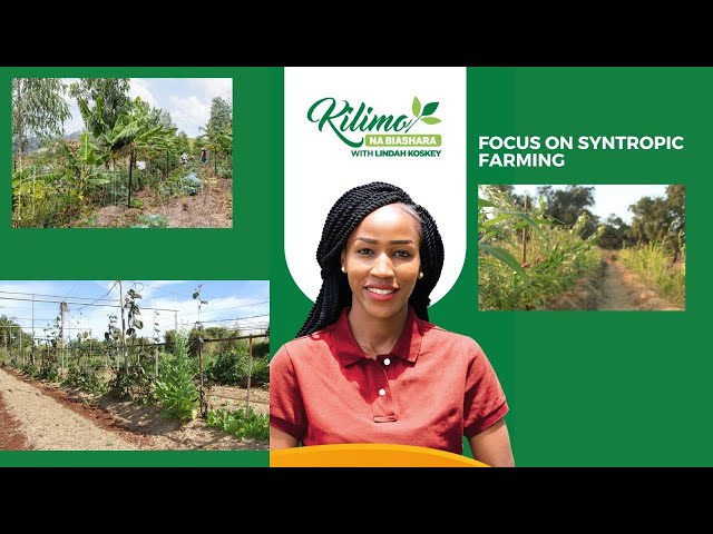⁣Focus On Syntropic Farming | Kilimo na Biashara