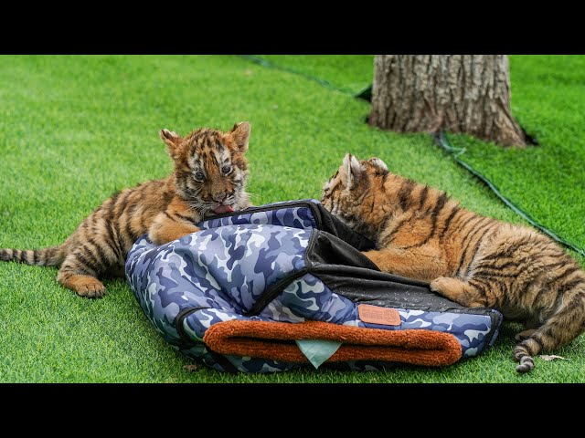 ⁣Siberian tigers in NE China draw crowds during Dragon Boat Festival