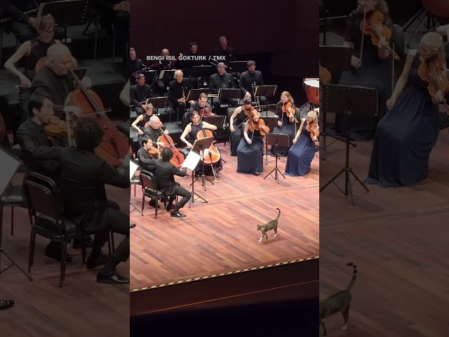 ⁣Cat joins orchestra on stage