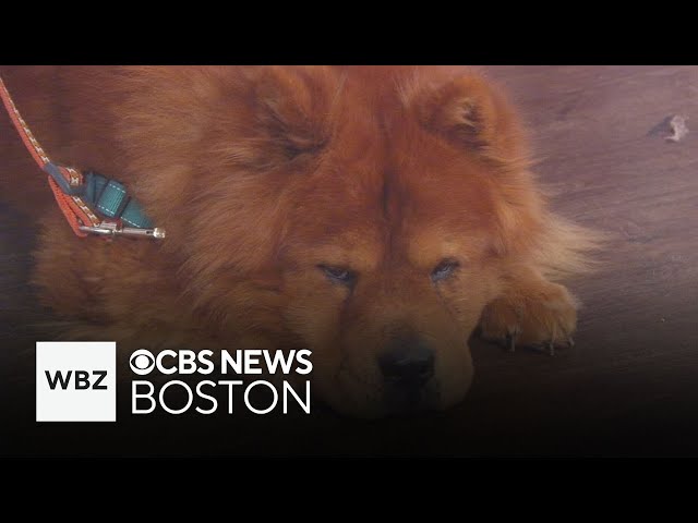⁣"Sweet and funny" dogs up for adoption through Scituate Animal Shelter
