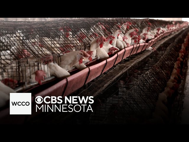 ⁣Agriculture specialist breaks down state of bird flu in Minnesota