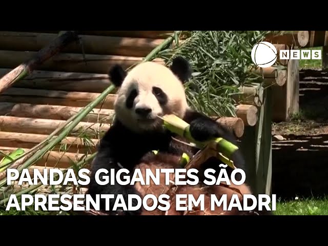 ⁣Pandas gigantes são apresentados ao público em Madri