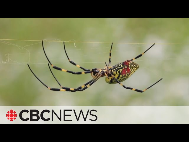⁣Spiders as big as a human palm spreading in parts of U.S.