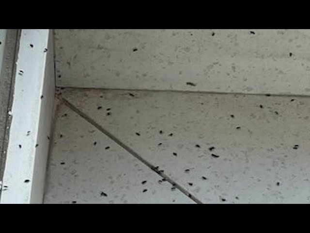 ⁣Elm seed bugs are taking over Loveland homes, businesses