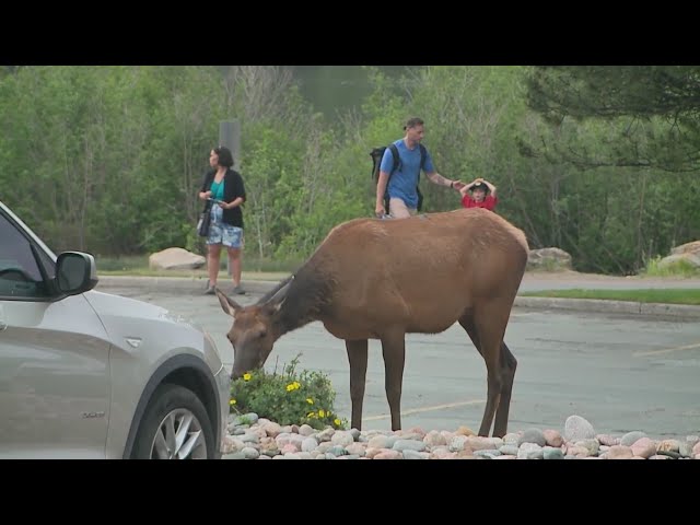 ⁣Elk encounters increasing amid calving season in Colorado