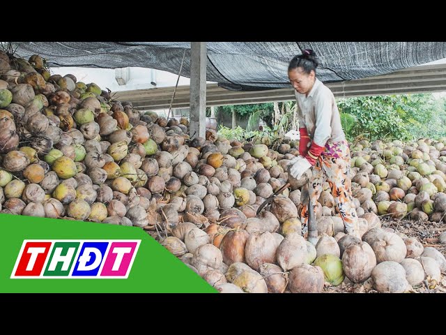 ⁣Giá dừa khô giảm sâu | THDT