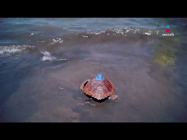 ⁣Dos tortugas fueron rescatadas y regresaron al océano Atlántico | Imagen Noticias Fin de Semana