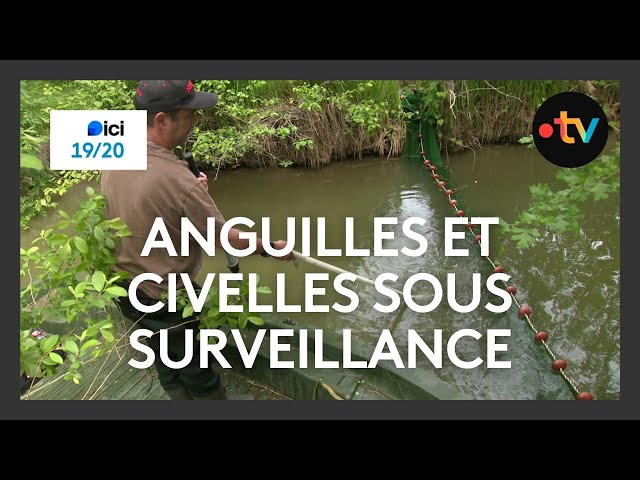 Pêche électrique pour un meilleur suivi des anguilles et civelles