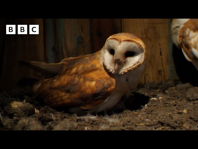 ⁣ LIVE wildlife cameras  10 June  BBC Springwatch 2024