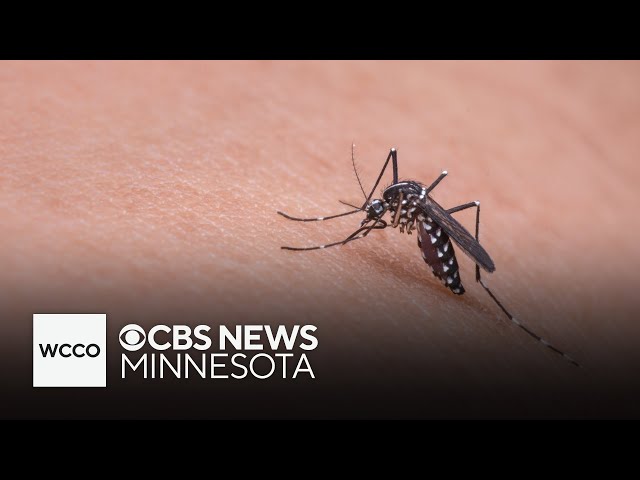 ⁣Mosquito season in full swing in Twin Cities — here’s where it’s worst