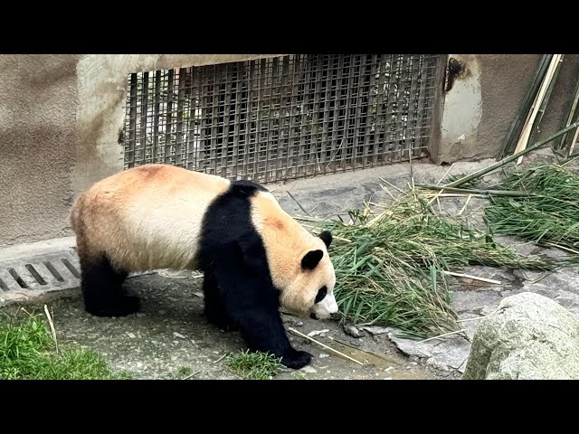 ⁣How is first South Korean-born giant panda Fu Bao after returning to China?