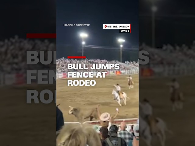 ⁣Bull jumps fence at rodeo