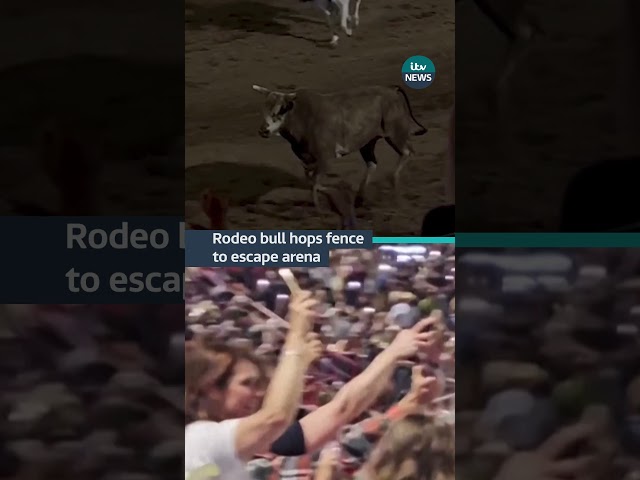 ⁣A rodeo bull charged at a crowd in Oregon while trying to escape #itvnews #usa #rodeo