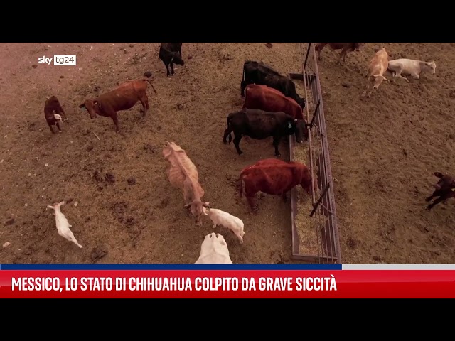⁣Messico, lo stato di Chihuahua colpito da grave siccità
