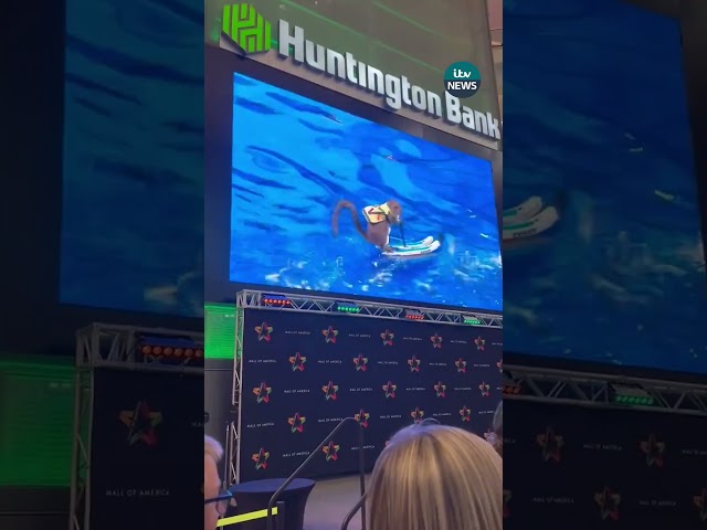⁣This movie star squirrel was spotted water-skiing at a US shopping centre