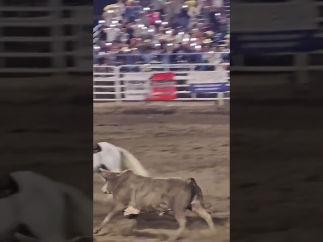 ⁣Bull jumps arena fence, injures 3 spectators at Oregon rodeo