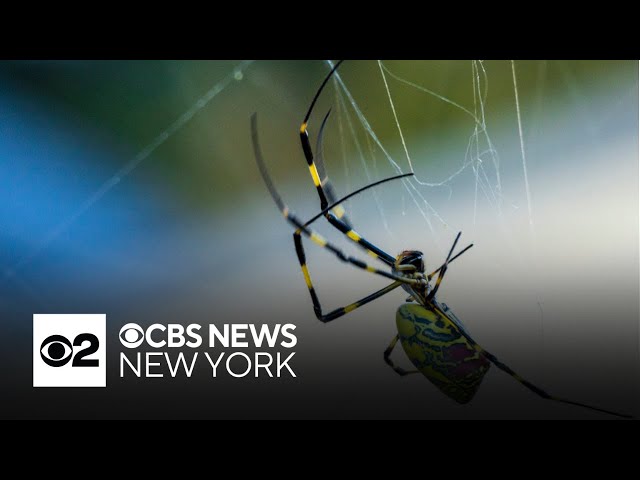 ⁣Giant venomous flying spiders with 4-inch legs heading to New York area