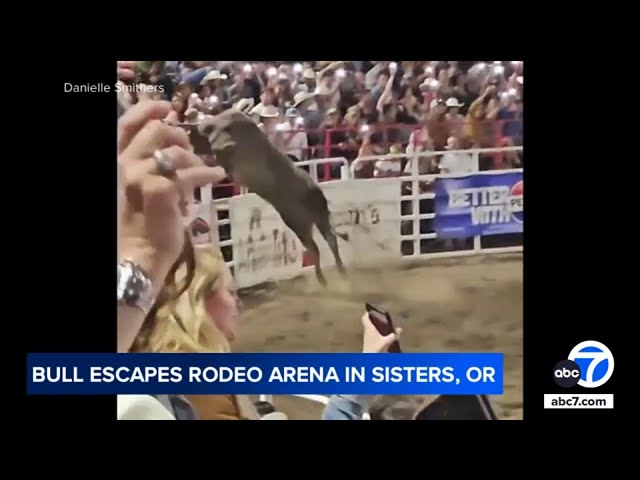 ⁣Rodeo bull jumps over arena fence, injures 3 people