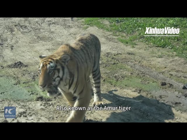 ⁣Watch us feed Siberian Tigers with a drone!