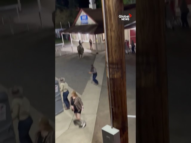 ⁣Woman tossed violently into air by escaped bull at Oregon rodeo