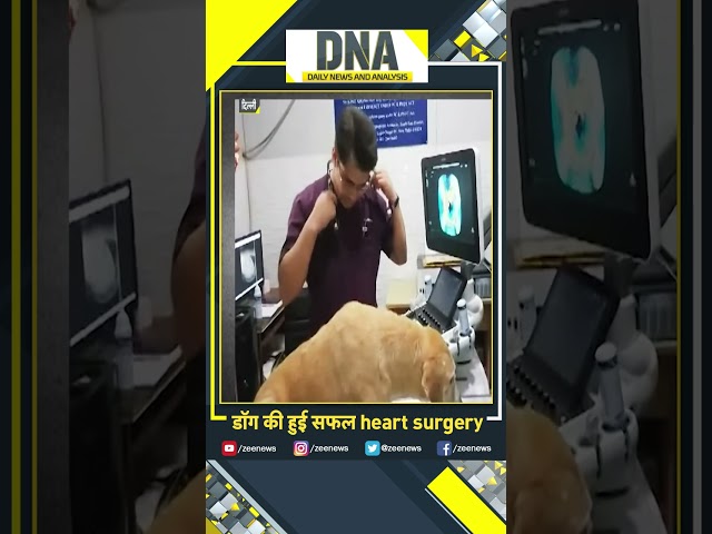 ⁣#shorts डॉग की हुई सफल heart surgery #dna #dogheartsurgery #viral #dogs #heart #doctors #trending