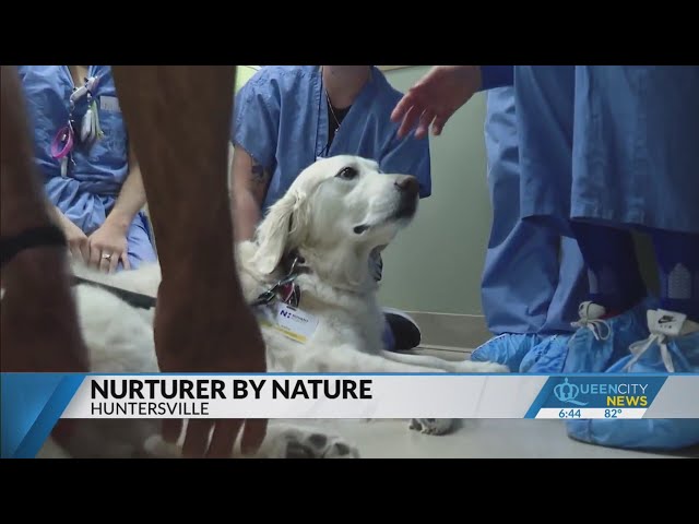 ⁣Therapy dog helps Huntersville man mend broken heart