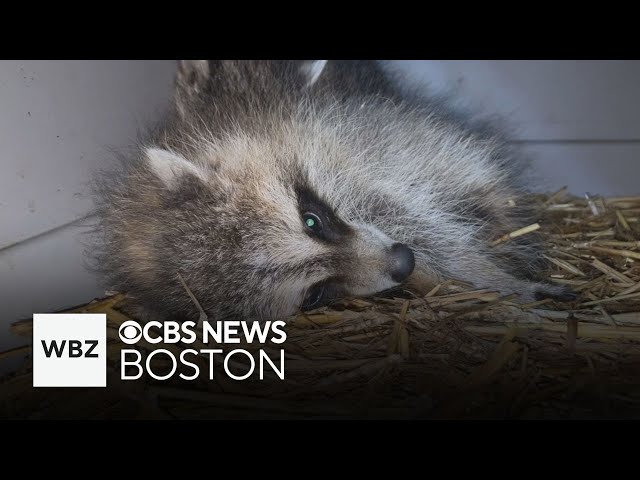 ⁣Wellesley animal control officer reunites baby raccoons with mother