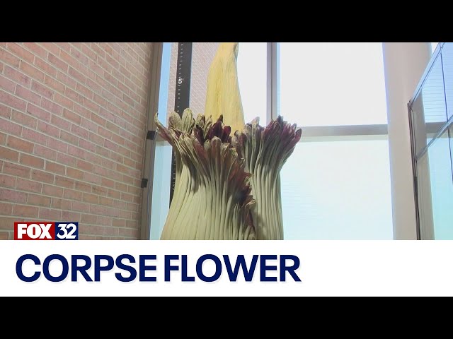 ⁣Corpse flower in bloom in Chicago suburb