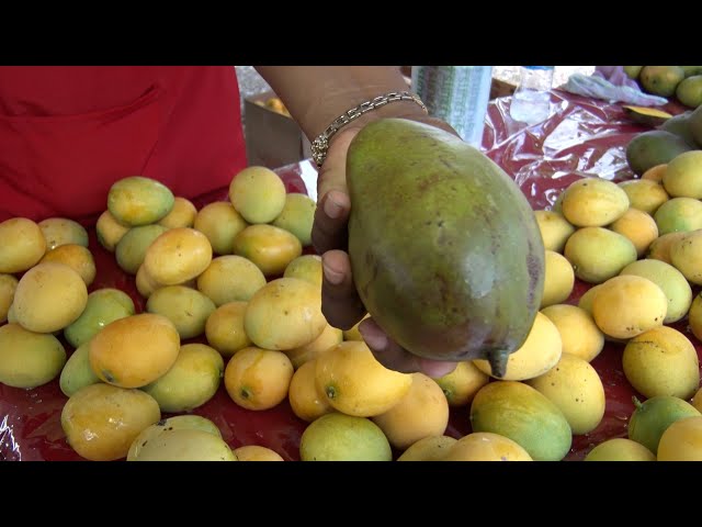 We Focus - The Benefits Of Mangoes