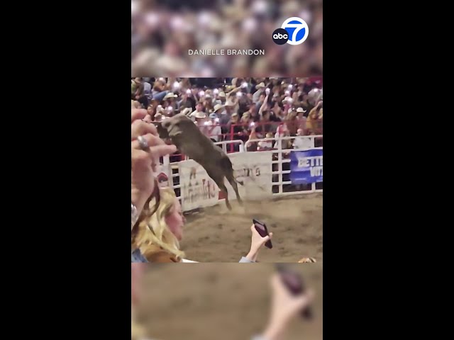⁣Bull jumps fence at rodeo, injures 3 people