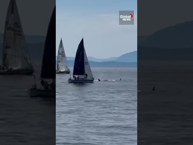 ⁣Orca pod surprises sailboat race off BC coast ⛵️