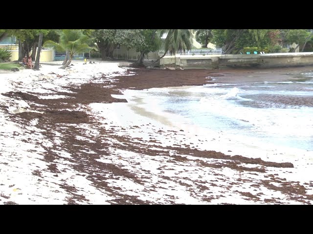 ⁣Sargassum seaweed back in abundance