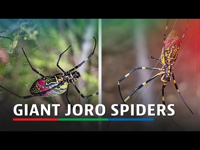 ⁣Giant Joro spiders not to be feared as they spread in US, experts say | ABS-CBN News