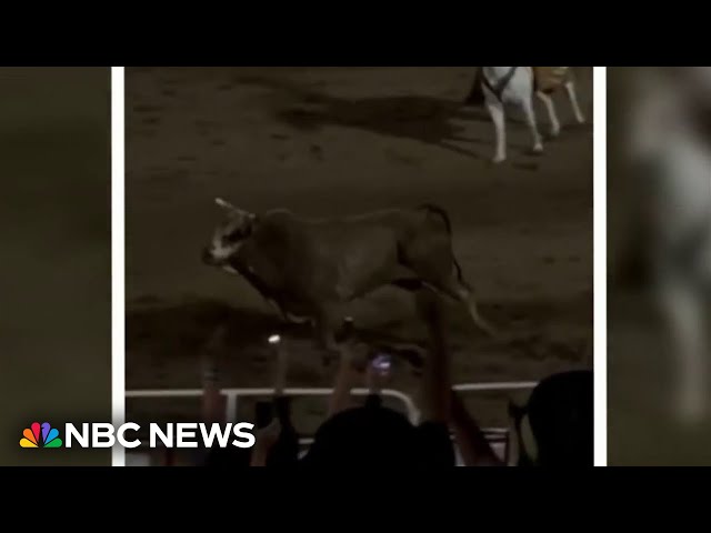 ⁣Video shows rodeo bull hopping arena fence into crowd seats in Oregon