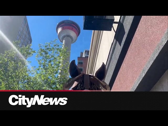 ⁣Calgarians jumping on Oilers bandwagon, up to a point