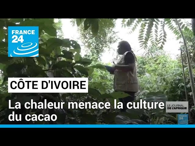 ⁣Côte d'Ivoire : la chaleur menace la culture du cacao • FRANCE 24